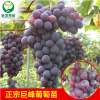 惠州葡萄苗基地，惠州葡萄苗，巨锋葡萄树苗 