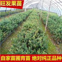 大亚湾蓝莓苗\惠阳蓝莓苗\广东蓝莓苗基地 