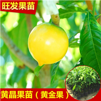 黄晶果苗（黄金果苗） 东莞黄金果苗，惠州黄金果苗 
