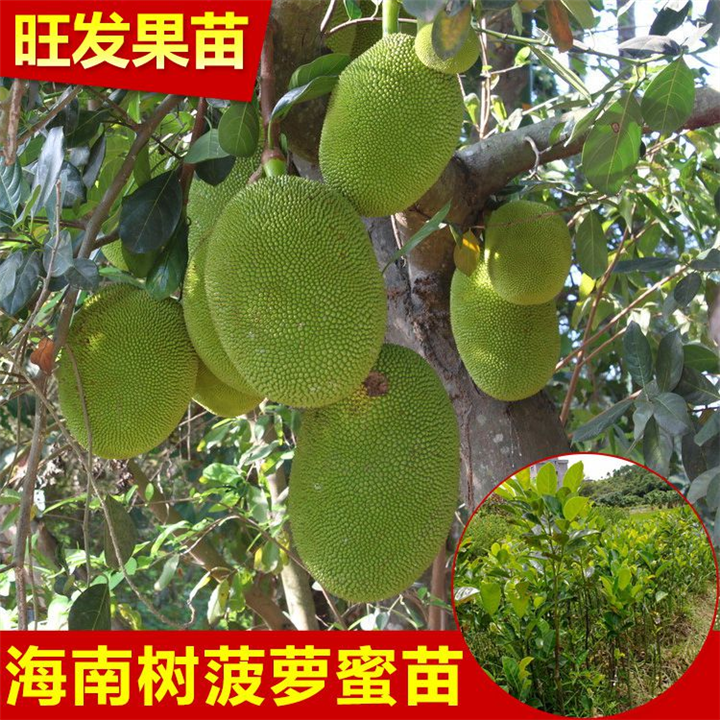 海南菠萝蜜苗价格，海南菠萝蜜苗批发 