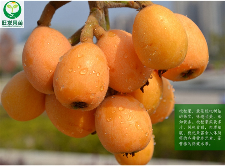 广东枇杷苗价格|枇杷苗批发|惠州枇杷苗 