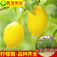 惠州尤力克柠檬苗，惠州柠檬苗批发，惠州果苗场 