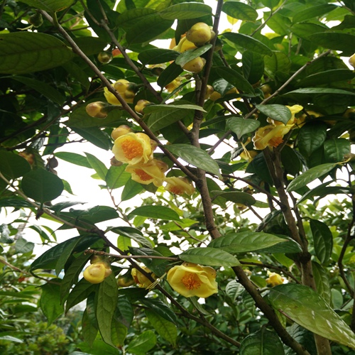 东莞苗木，东莞**茶苗，广东**茶苗 