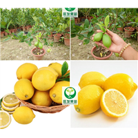 四季香水无核柠檬苗，香水无核柠檬苗，惠州无核柠檬苗 
