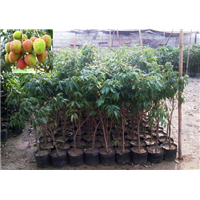 广州妃子笑荔枝苗，广州荔枝苗，广东荔枝苗 