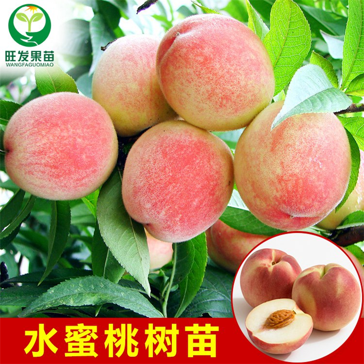 水蜜桃苗多少钱一株？广东水蜜桃苗供应 