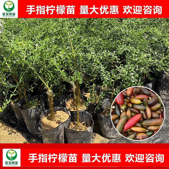 惠州手指柠檬苗