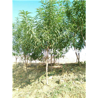 深圳桃花苗基地，深圳桃花苗，桃花苗价格 
