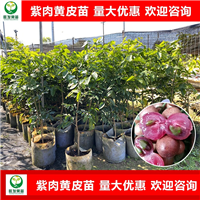 梅州紫肉黄皮苗