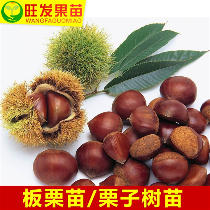 惠州果苗批发\惠州板粟苗\淡水板粟苗 