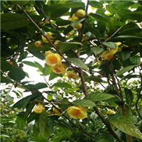 东莞苗木，东莞**茶苗，广东**茶苗 