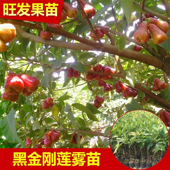 批发莲雾苗，广东莲雾苗，广东批发莲雾苗 