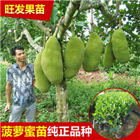 广东四季菠萝蜜苗—惠州四季菠萝蜜苗 