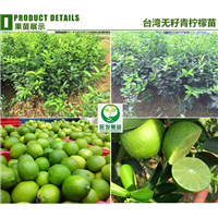 新品种台湾无核青柠檬苗，惠州无核青柠檬苗 
