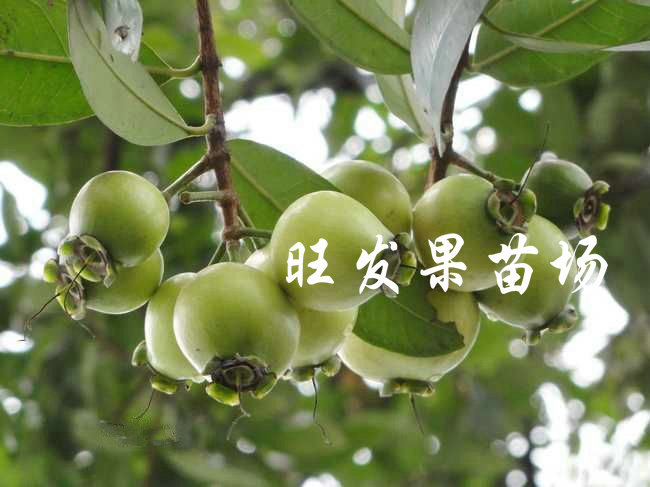 东莞水蒲桃苗价格，东莞水蒲桃苗，大量供应水蒲桃苗 