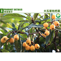 广东大五星枇杷苗基地，广东大五星枇杷苗，广东果苗 