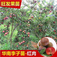 惠阳三华李苗，淡水三华李苗，惠州果苗基地 