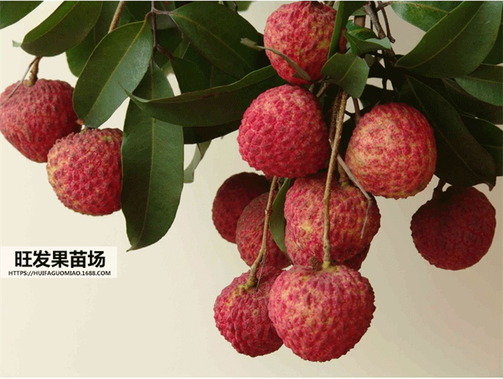 广东桂味荔枝苗价格，广东桂味荔枝苗，广东果苗 