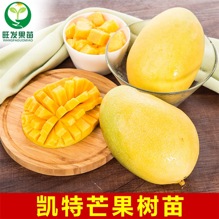 广东凯特芒果苗供应\广东批发凯特芒果苗 