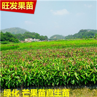 广州芒果苗价格，广州芒果苗，广州果苗 