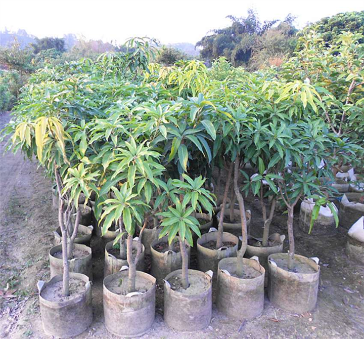 桂七芒果苗，批发芒果苗，惠州芒果树苗 