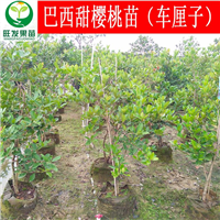 巴西甜樱桃苗（车厘子）广东巴西甜樱桃苗 