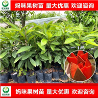 河源妈咪果苗