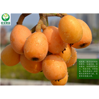 广东枇杷苗价格|枇杷苗批发|惠州枇杷苗 