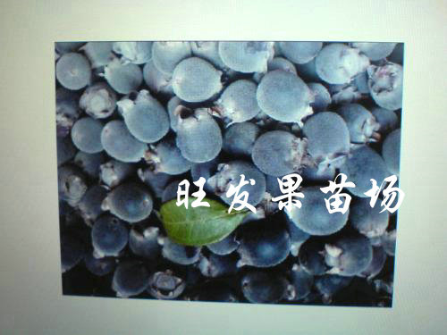广东捻子苗-惠州捻子苗-惠州果苗基地 