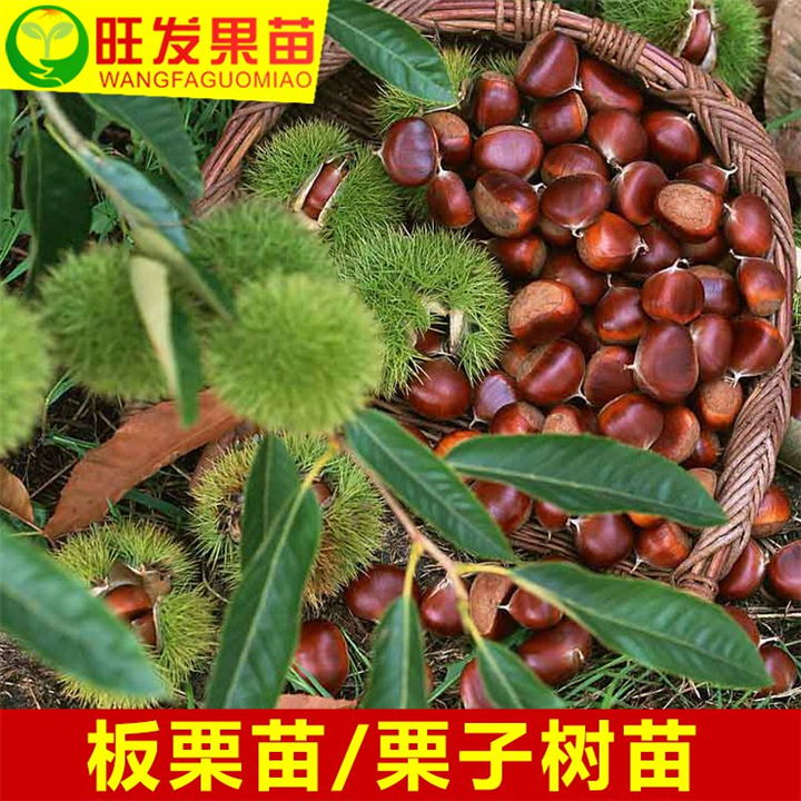 陈江板粟苗\惠阳板粟苗\惠州板粟苗基地 