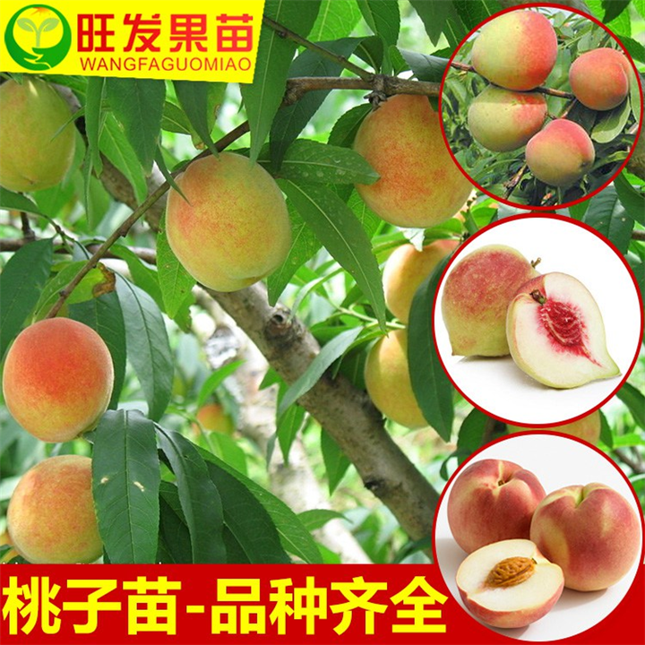 鹰嘴桃苗价格、惠州鹰嘴桃苗、广东鹰嘴桃苗 