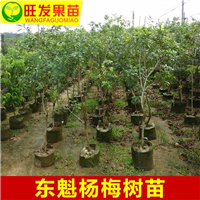 广东杨梅苗\惠阳杨梅苗\惠阳果苗基地 