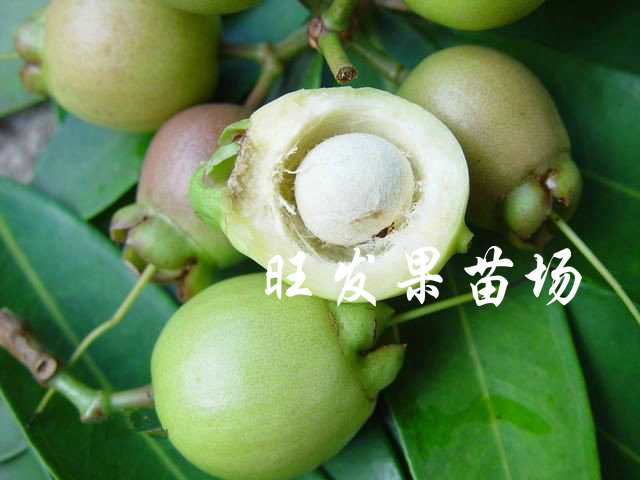 惠阳水蒲桃苗，惠东水蒲桃苗，惠州水蒲桃苗价格 