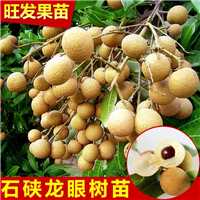 广东龙眼苗；龙眼苗价格；惠州龙眼苗 