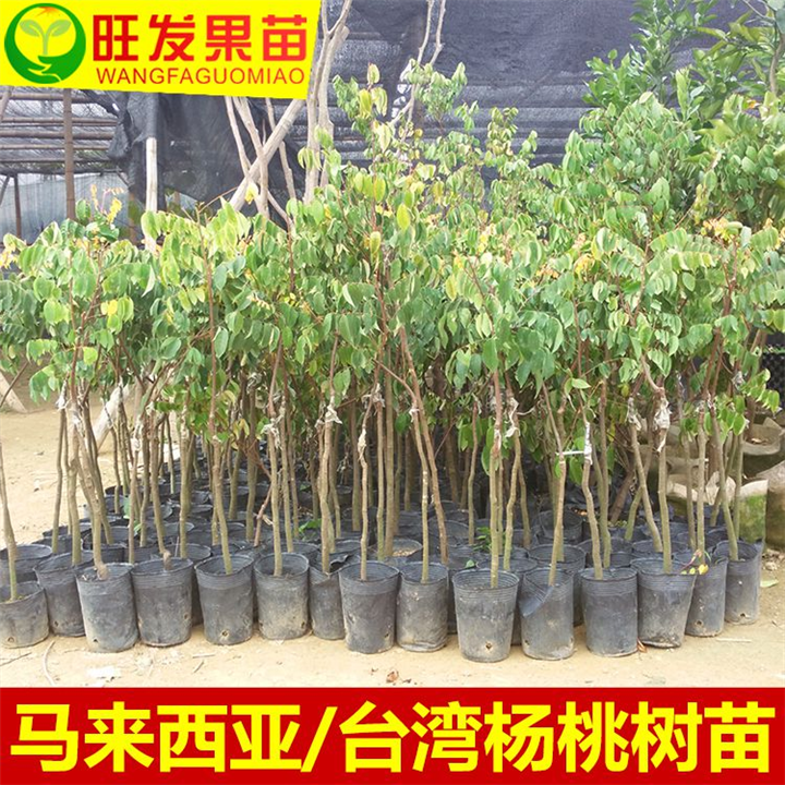 惠东果苗\惠东杨桃苗\惠东杨桃苗供应商 