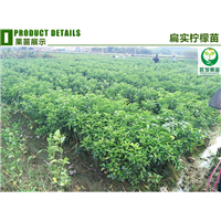广东扁实柠檬苗\广东柠檬苗\广东果苗 