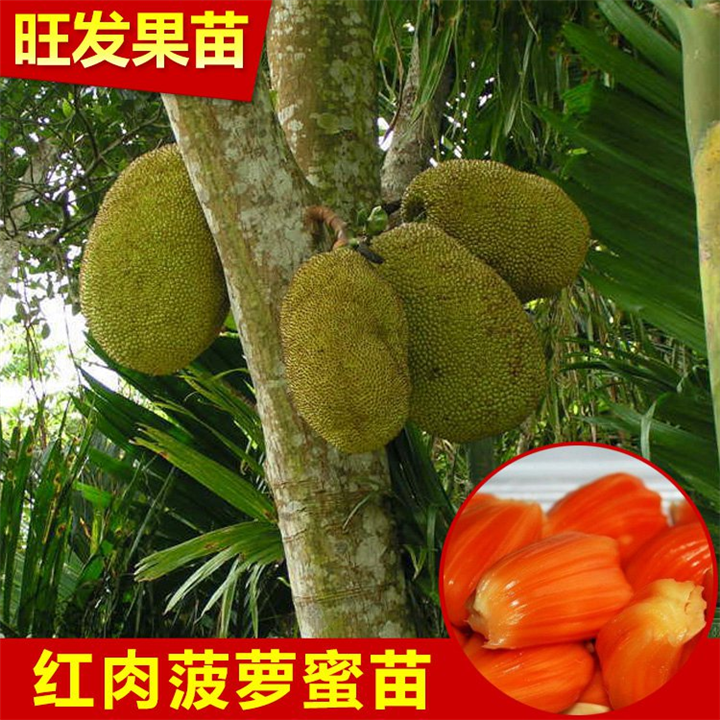 正宗红肉菠萝蜜树苗，惠州红肉菠萝蜜苗 