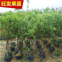 惠州三华李苗，供应三华李苗，广东三华李苗 