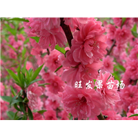 哪里有桃花苗卖？广东桃花苗，惠州桃花苗 
