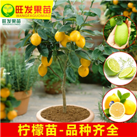 **台湾香水柠檬 香水无核柠檬 四季香水柠檬 广州柠檬苗 