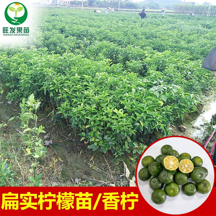 东莞扁实柠檬苗\东莞柠檬苗\东莞果苗 