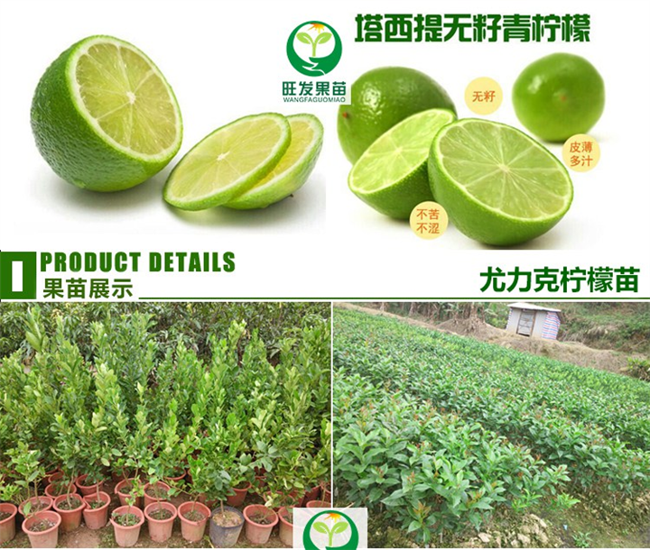 供应台湾无核青柠檬苗，东莞无核青柠檬苗价格 