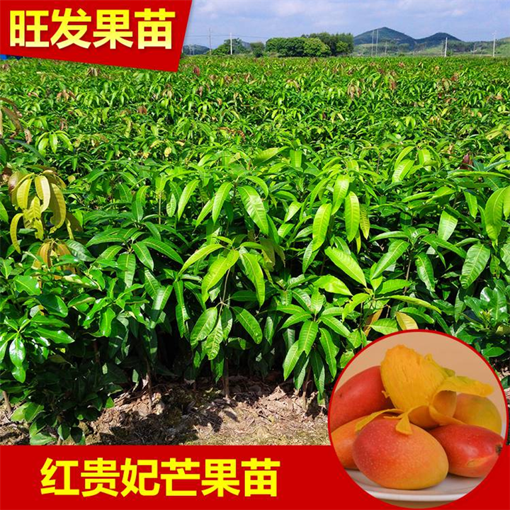 出售芒果苗，广东芒果苗，惠州芒果苗 
