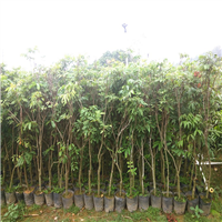 批发荔枝苗；博罗荔枝苗；惠州荔枝苗基地 