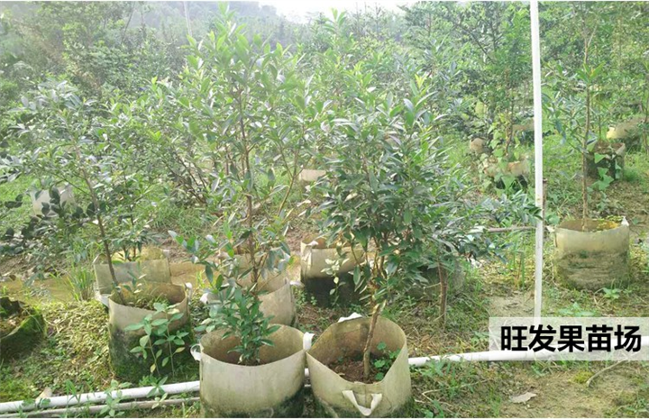 广东黑玫瑰樱桃苗基地，广东樱桃苗，广东果树苗 