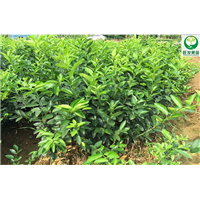 东莞红肉柠檬苗基地，东莞红肉柠檬苗价格 
