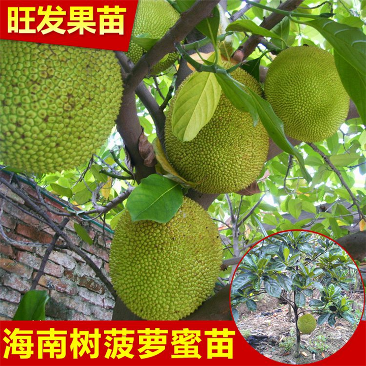 广东海南菠萝蜜苗，广东菠萝蜜苗树苗 