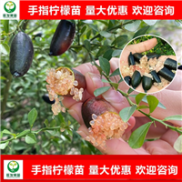 东莞手指柠檬苗