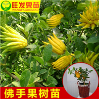 广州佛手苗批发，广州佛手苗，广东果苗价格 