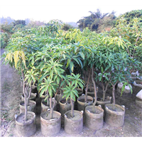 桂七芒果苗，批发芒果苗，惠州芒果树苗 